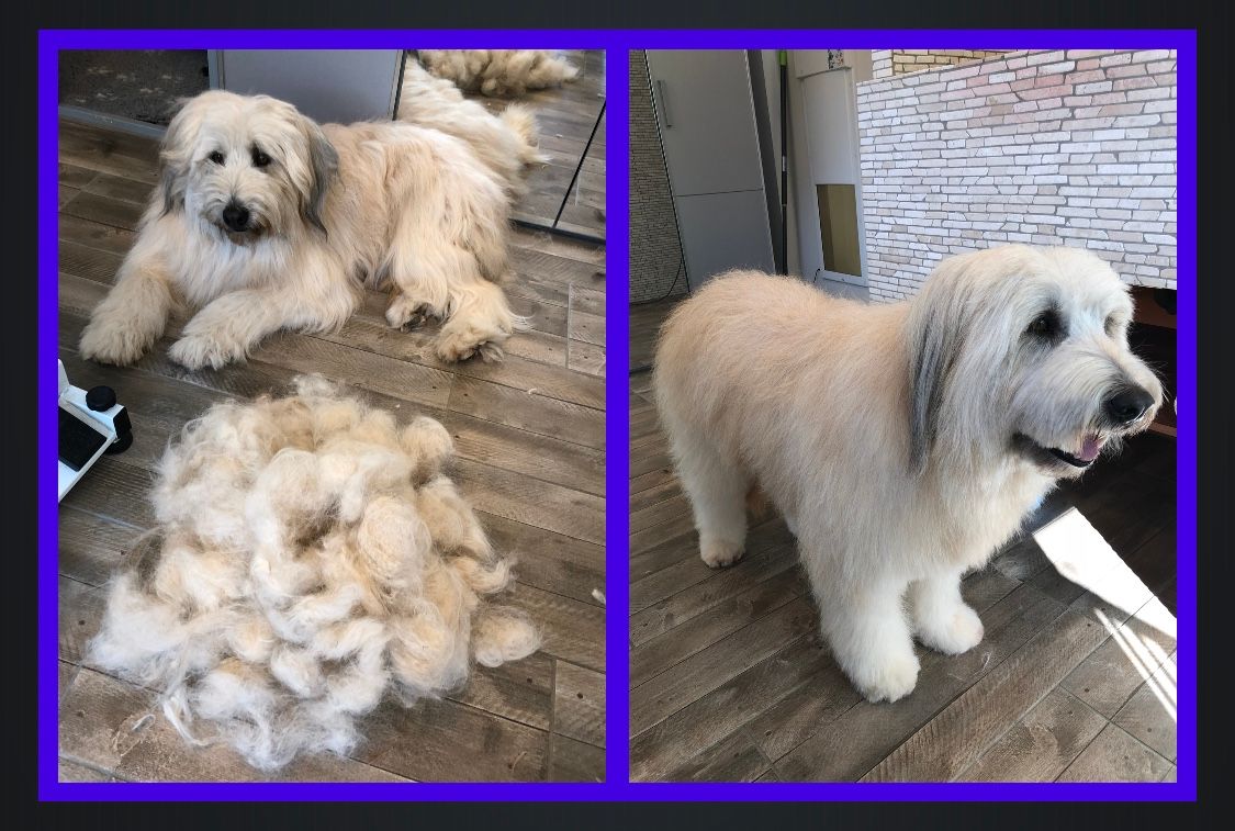 vorher nacher Hundefrisur - DogGrooming Djambo