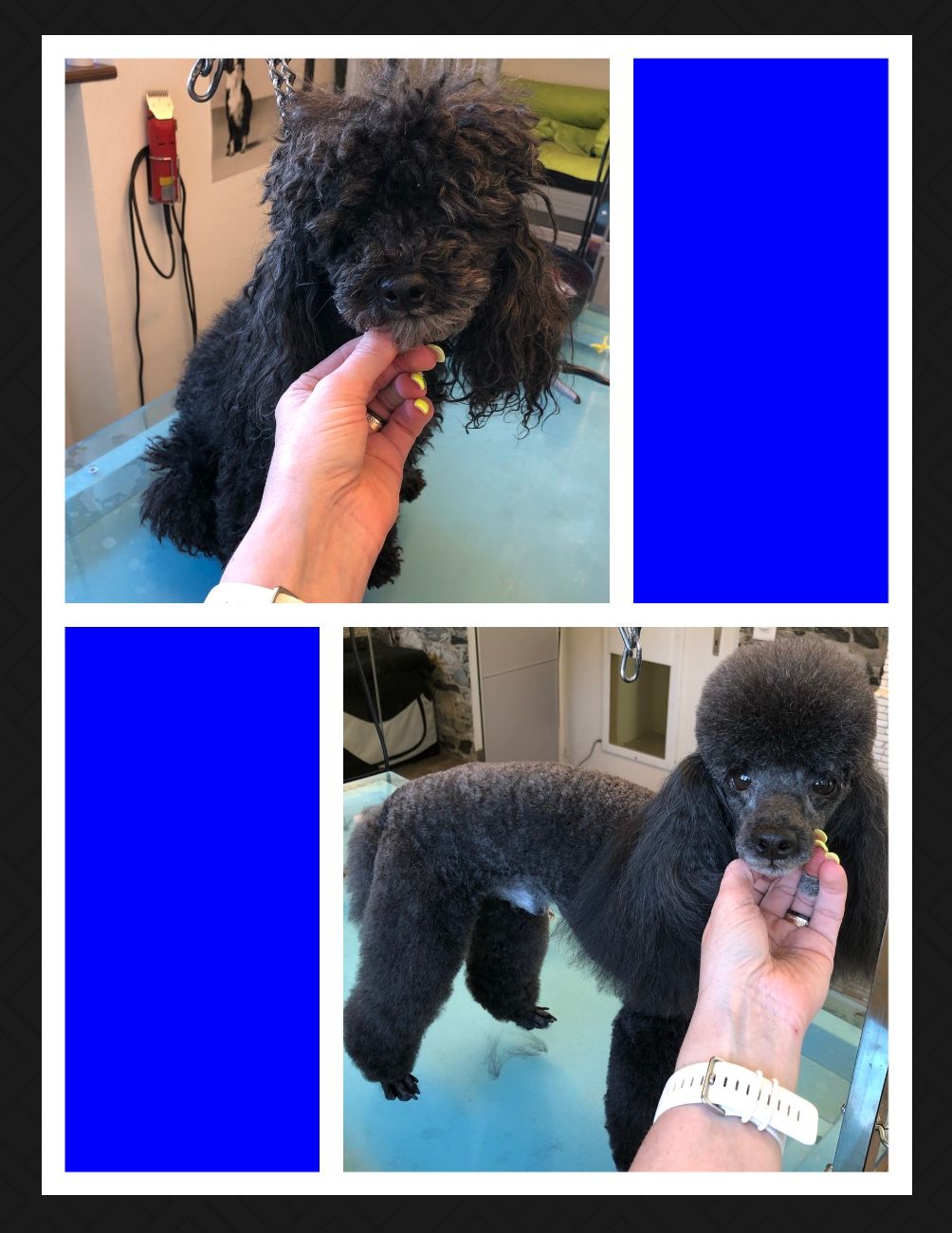 vorher nacher Hundefrisur - DogGrooming Djambo