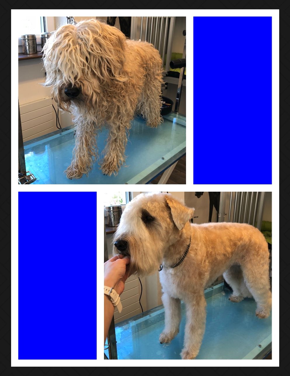 vorher nacher Hundefrisur - DogGrooming Djambo