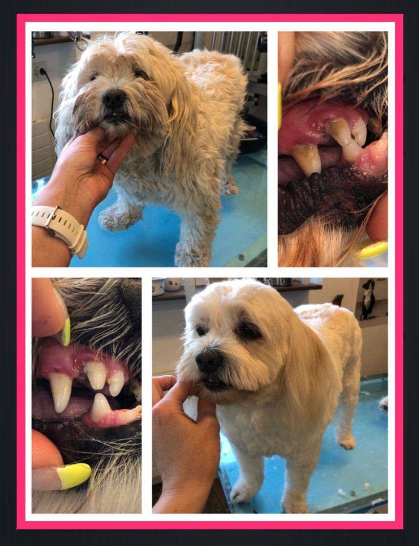 vorher nacher Hundefrisur - DogGrooming Djambo