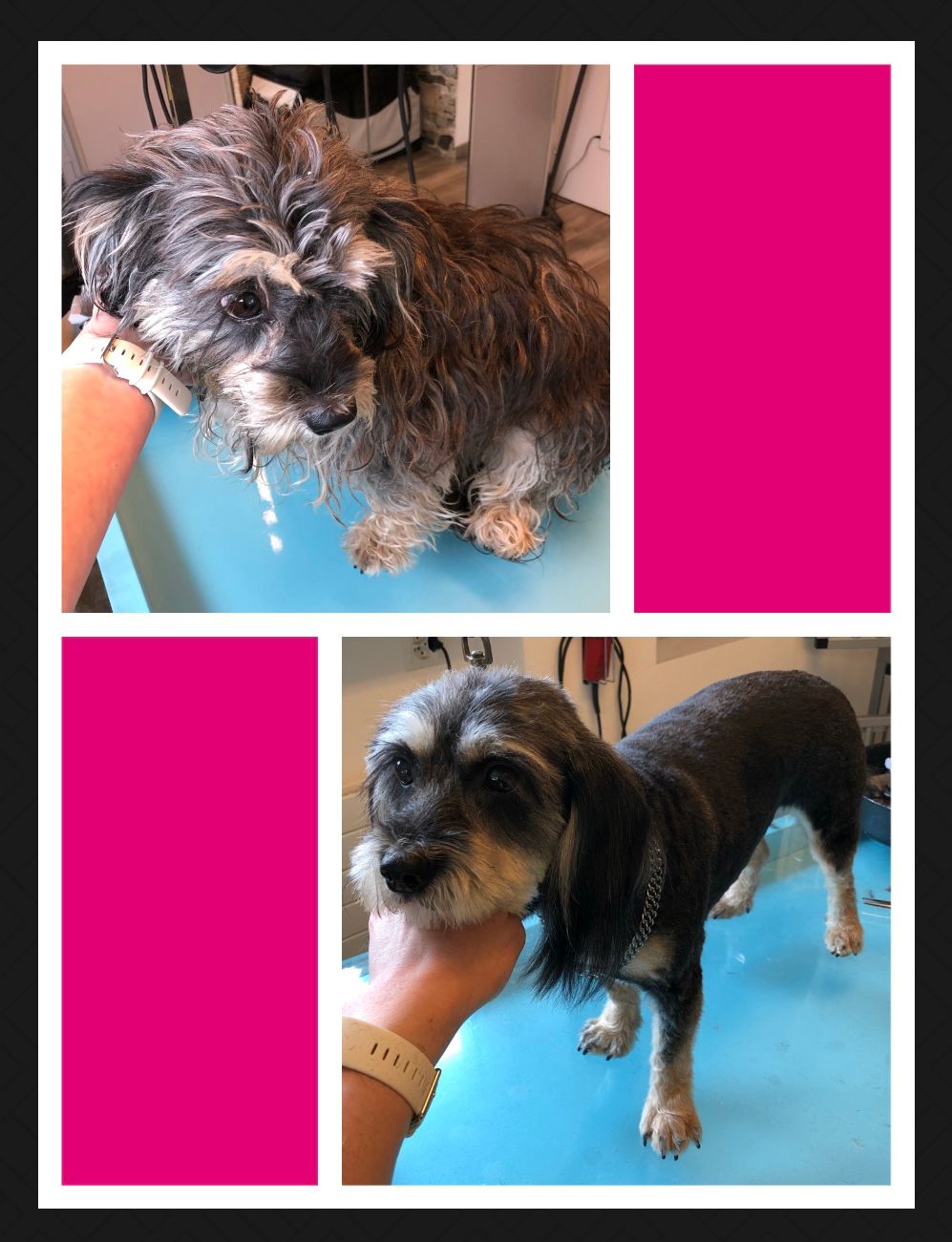 vorher nacher Hundefrisur - DogGrooming Djambo