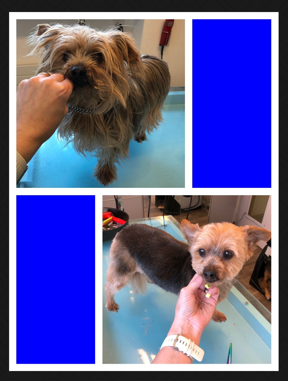 vorher nacher Hundefrisur - DogGrooming Djambo