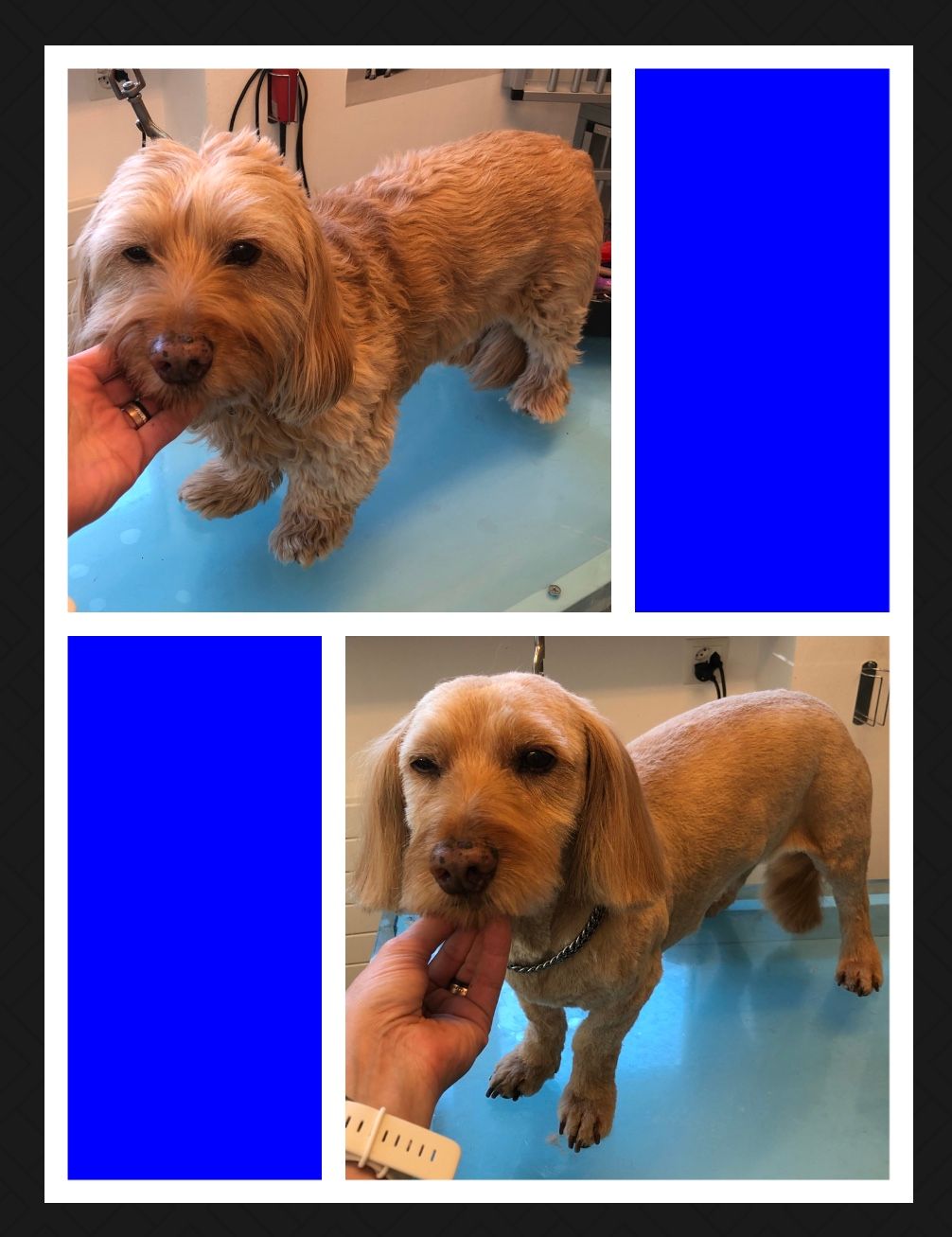 vorher nacher Hundefrisur - DogGrooming Djambo