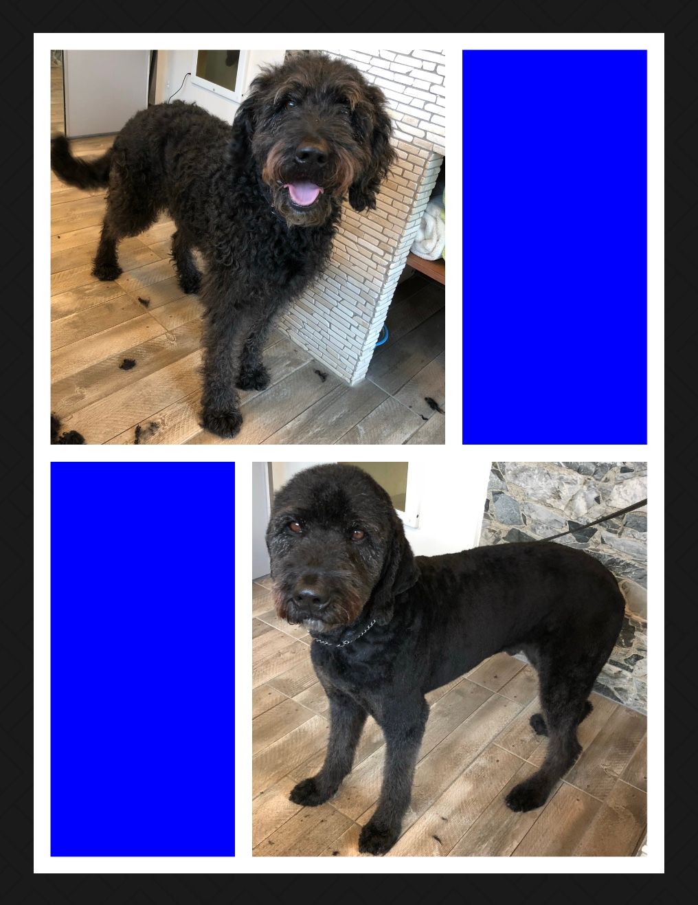 vorher nacher Hundefrisur - DogGrooming Djambo