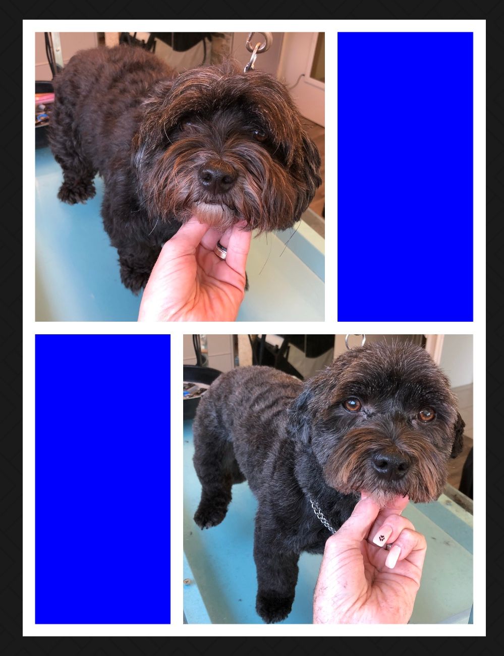 vorher nacher Hundefrisur - DogGrooming Djambo