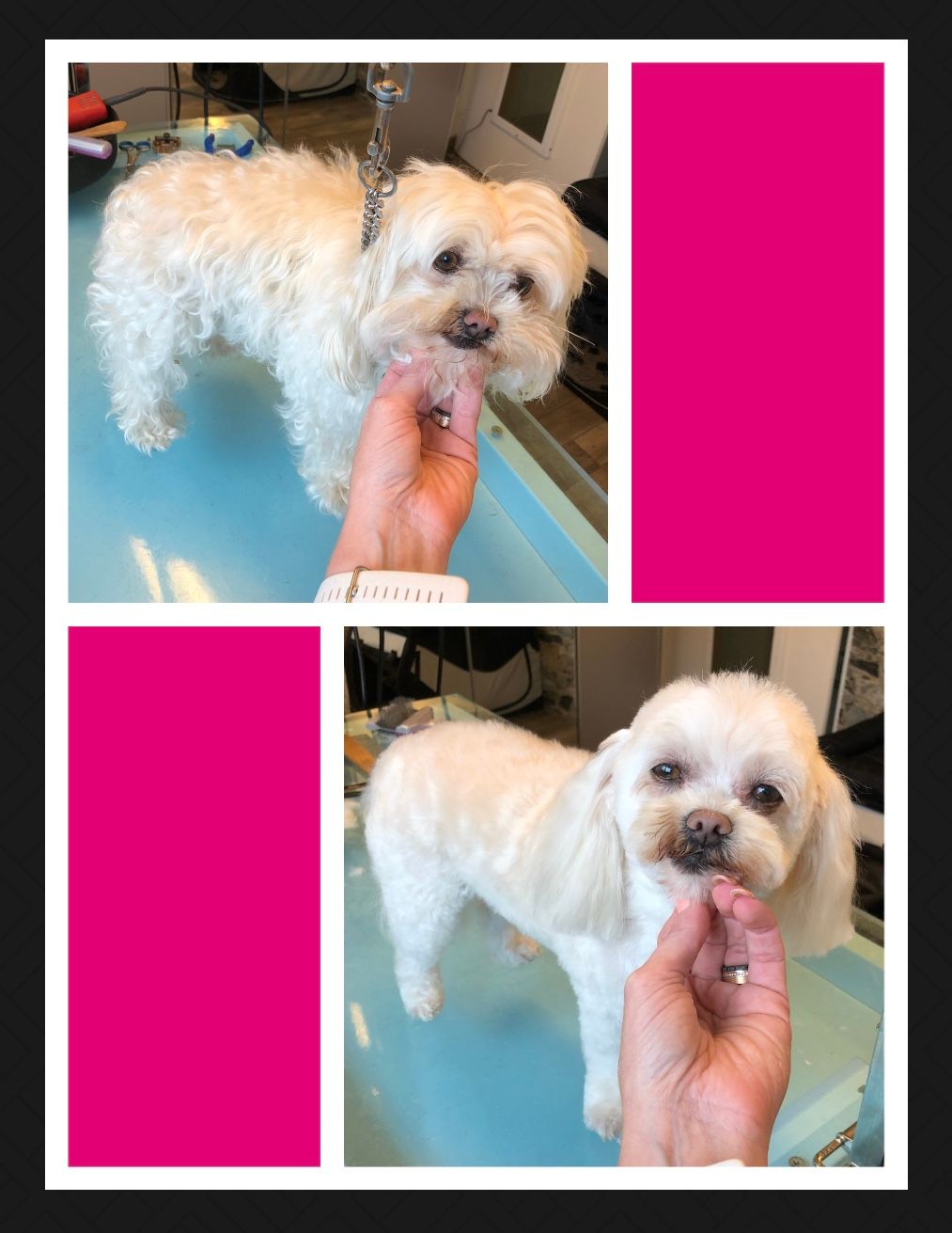 vorher nacher Hundefrisur - DogGrooming Djambo