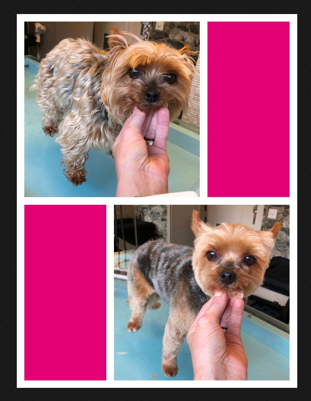 vorher nacher Hundefrisur - DogGrooming Djambo