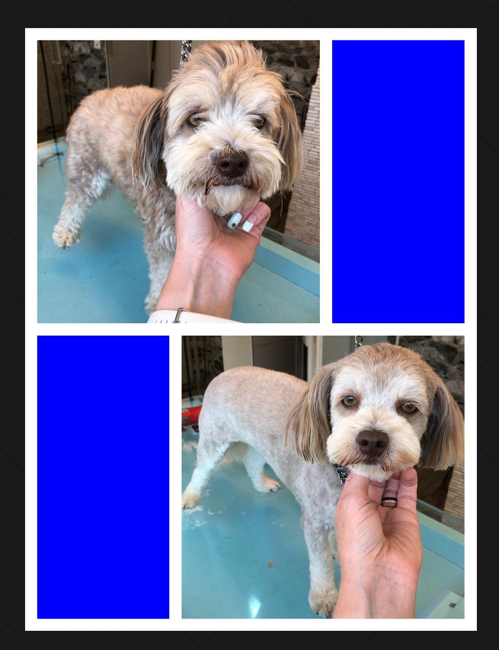 vorher nacher Hundefrisur - DogGrooming Djambo