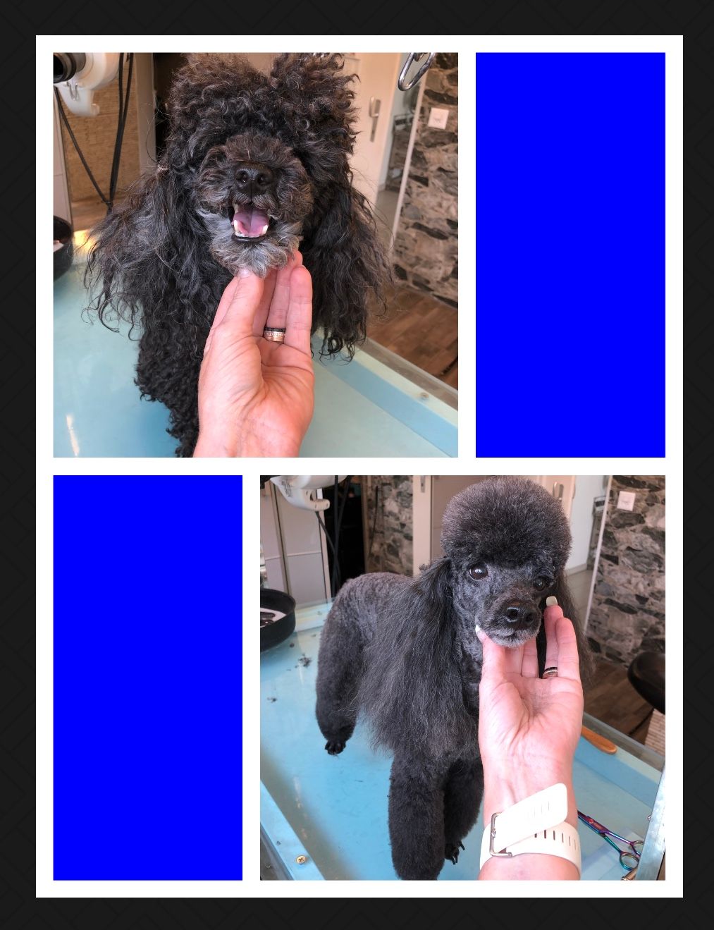 vorher nacher Hundefrisur - DogGrooming Djambo