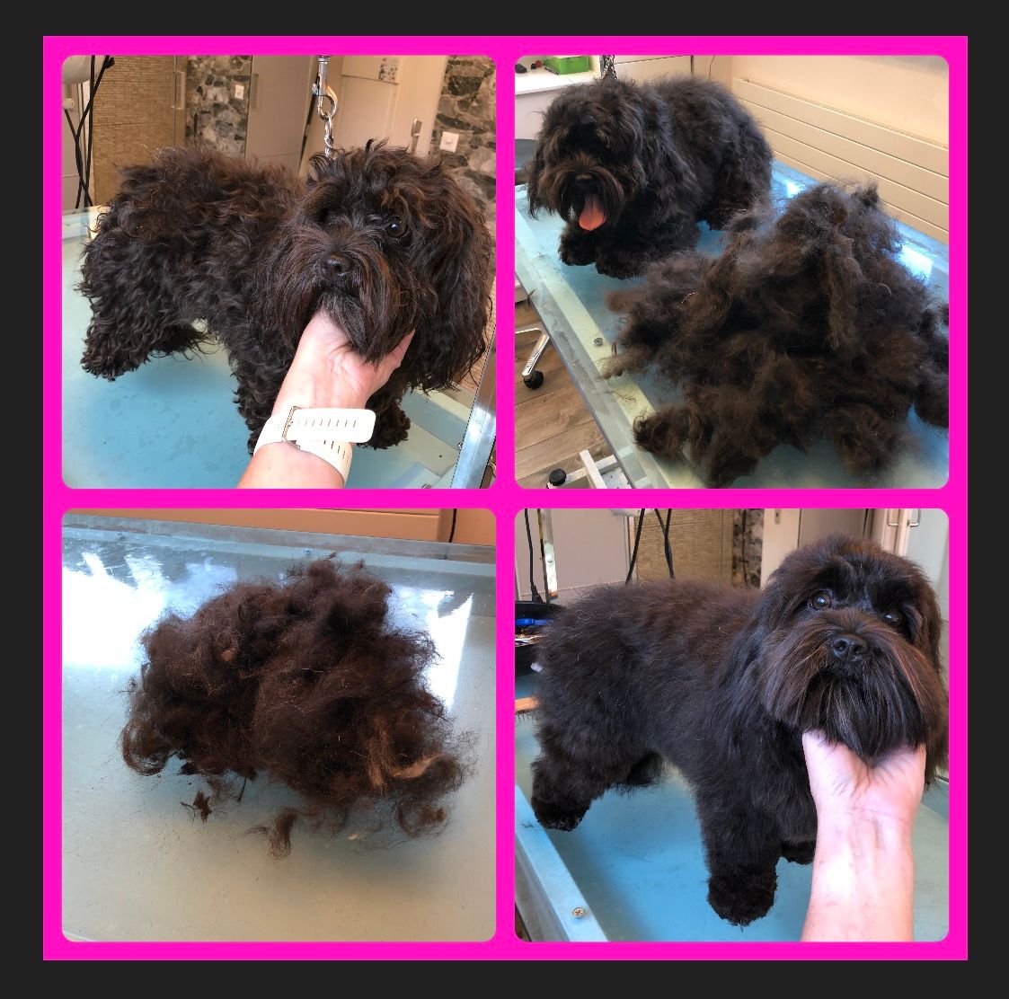 vorher nacher Hundefrisur - DogGrooming Djambo