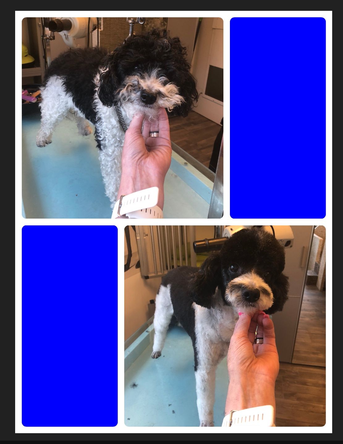 vorher nacher Hundefrisur - DogGrooming Djambo