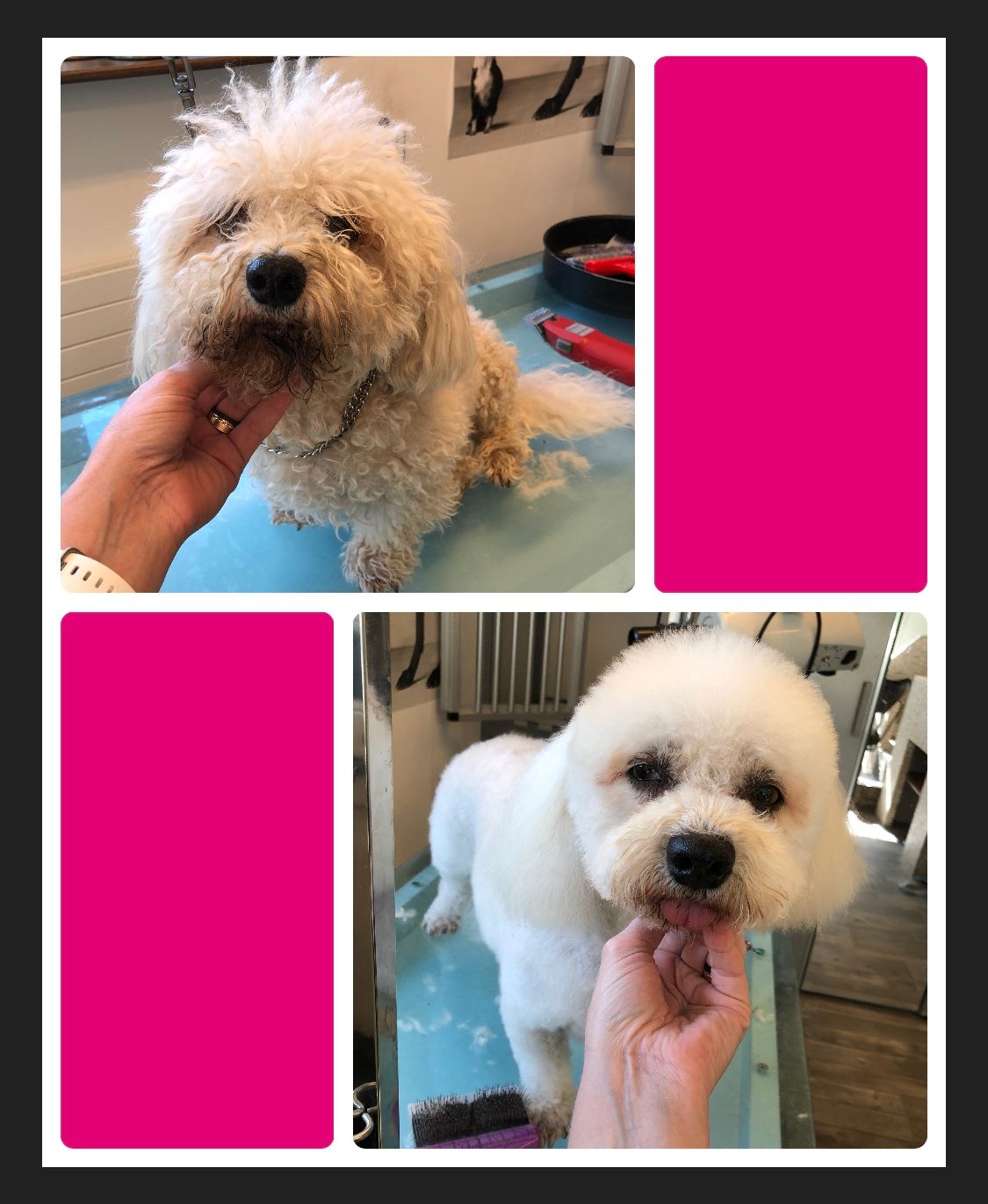 vorher nacher Hundefrisur - DogGrooming Djambo