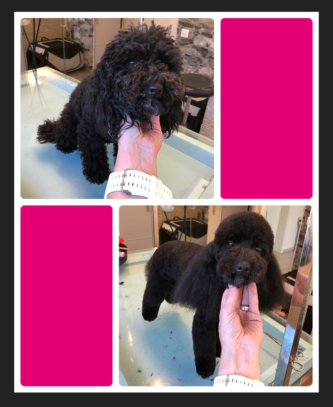 vorher nacher Hundefrisur - DogGrooming Djambo