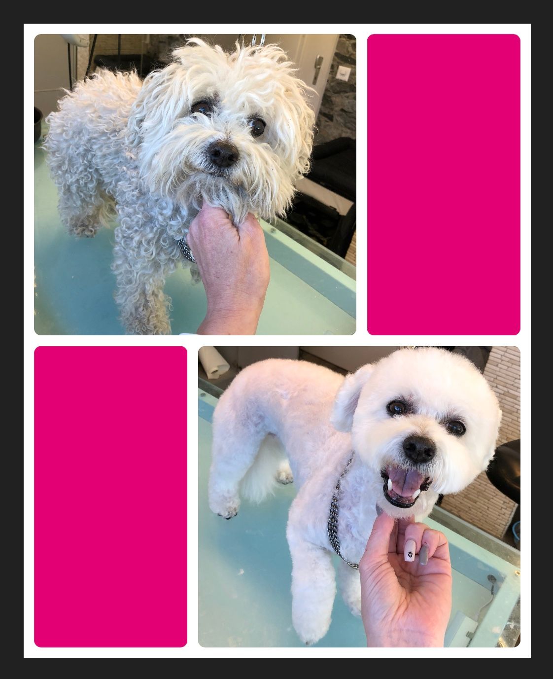 vorher nacher Hundefrisur - DogGrooming Djambo