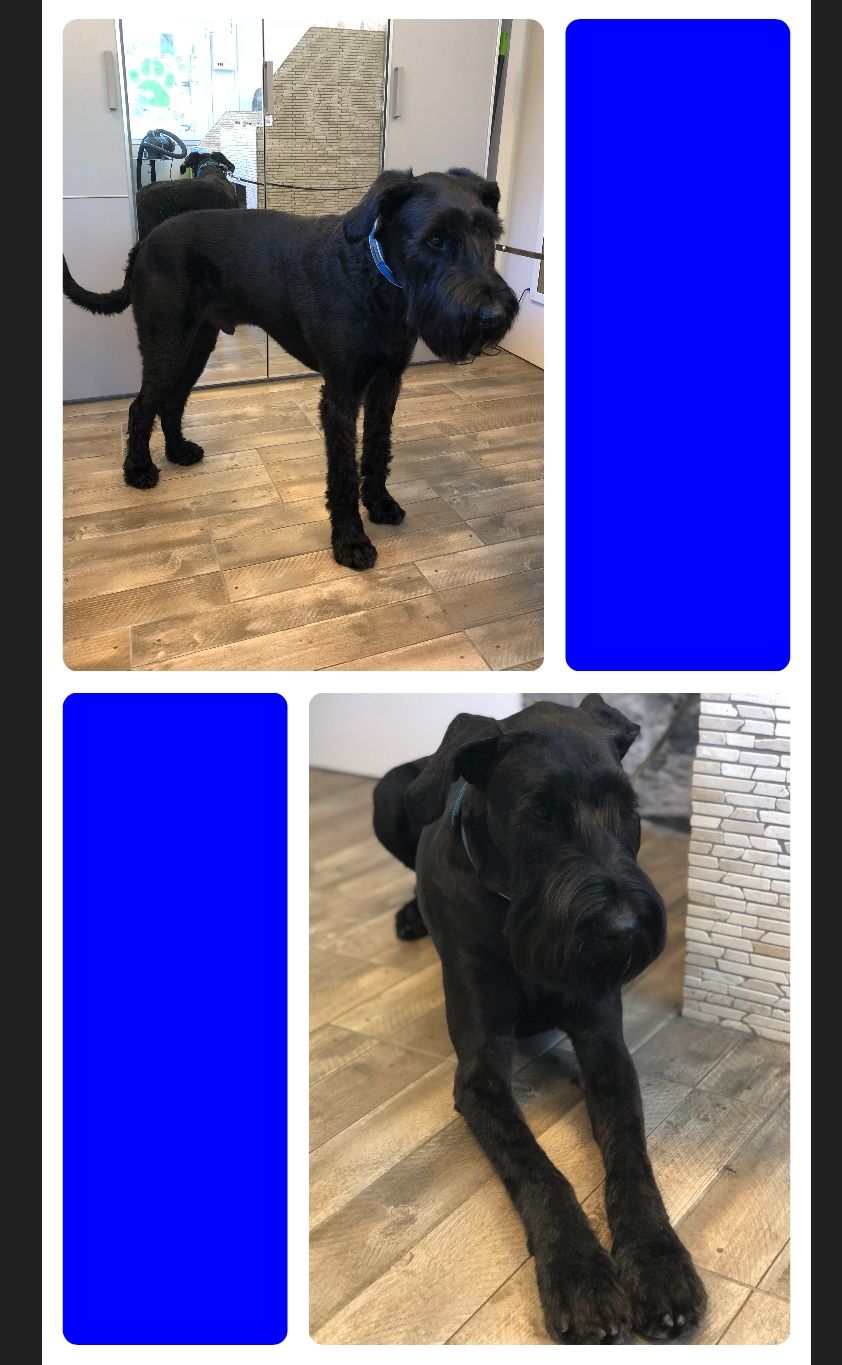 vorher nacher Hundefrisur - DogGrooming Djambo