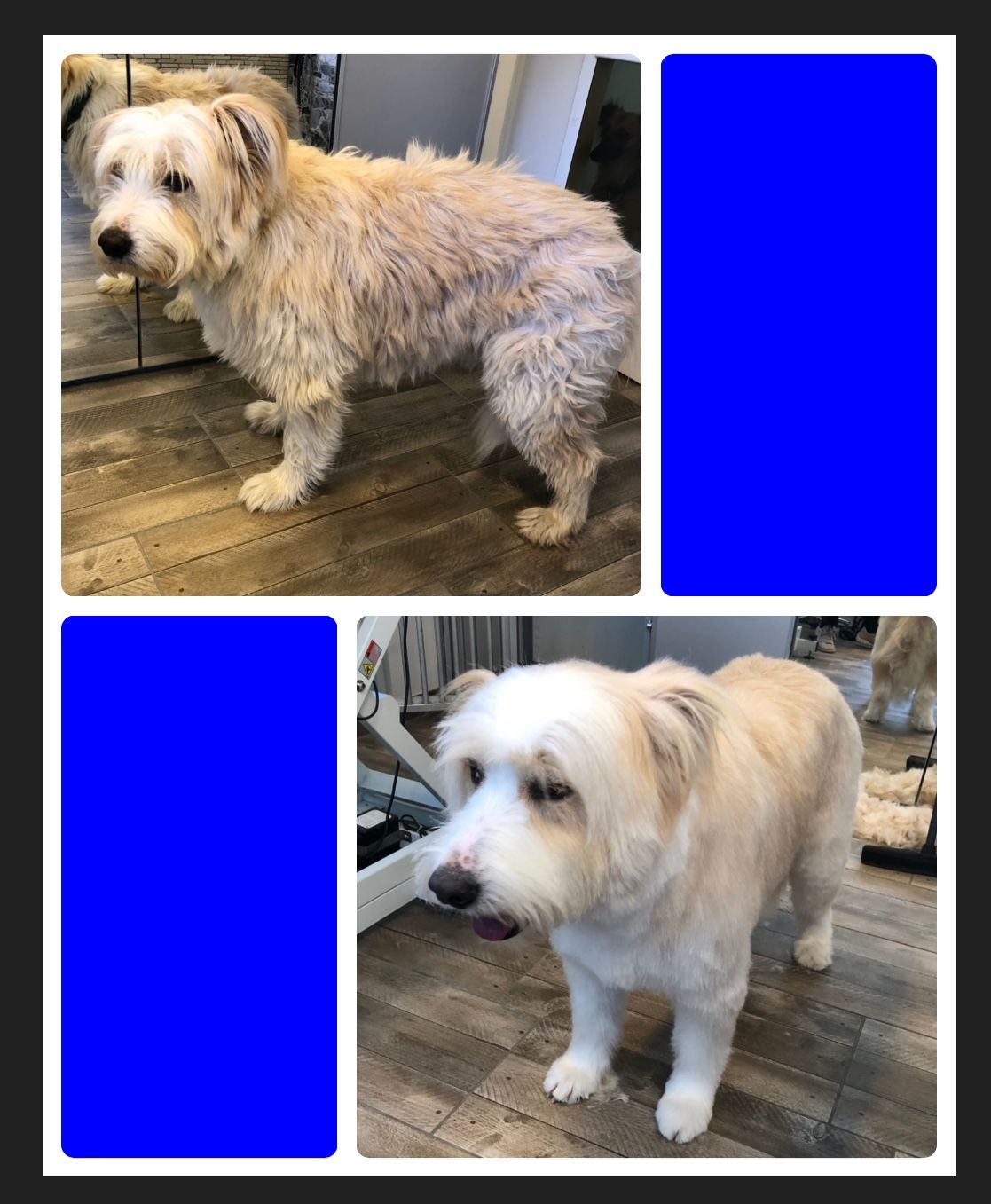 vorher nacher Hundefrisur - DogGrooming Djambo