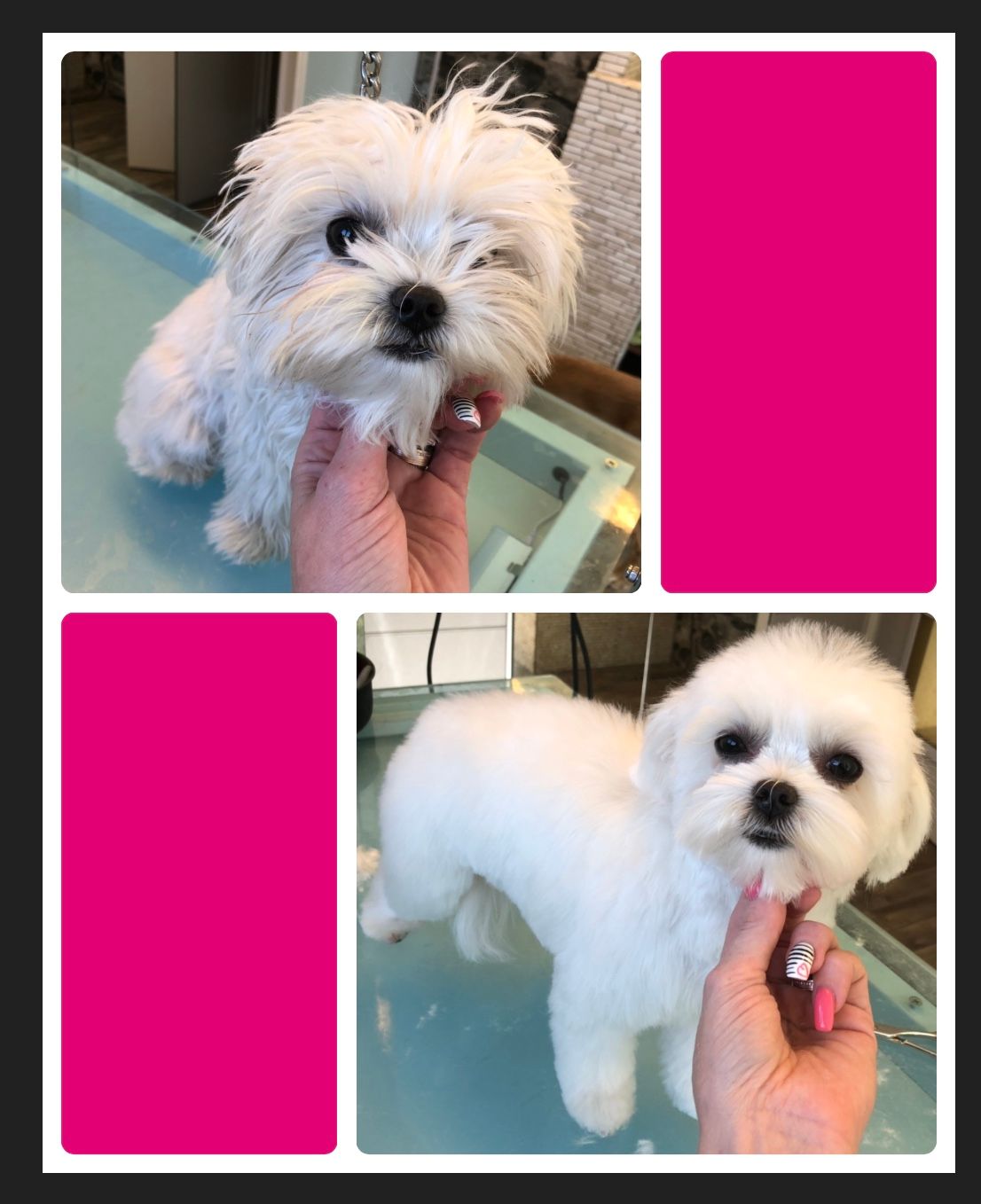 vorher nacher Hundefrisur - DogGrooming Djambo