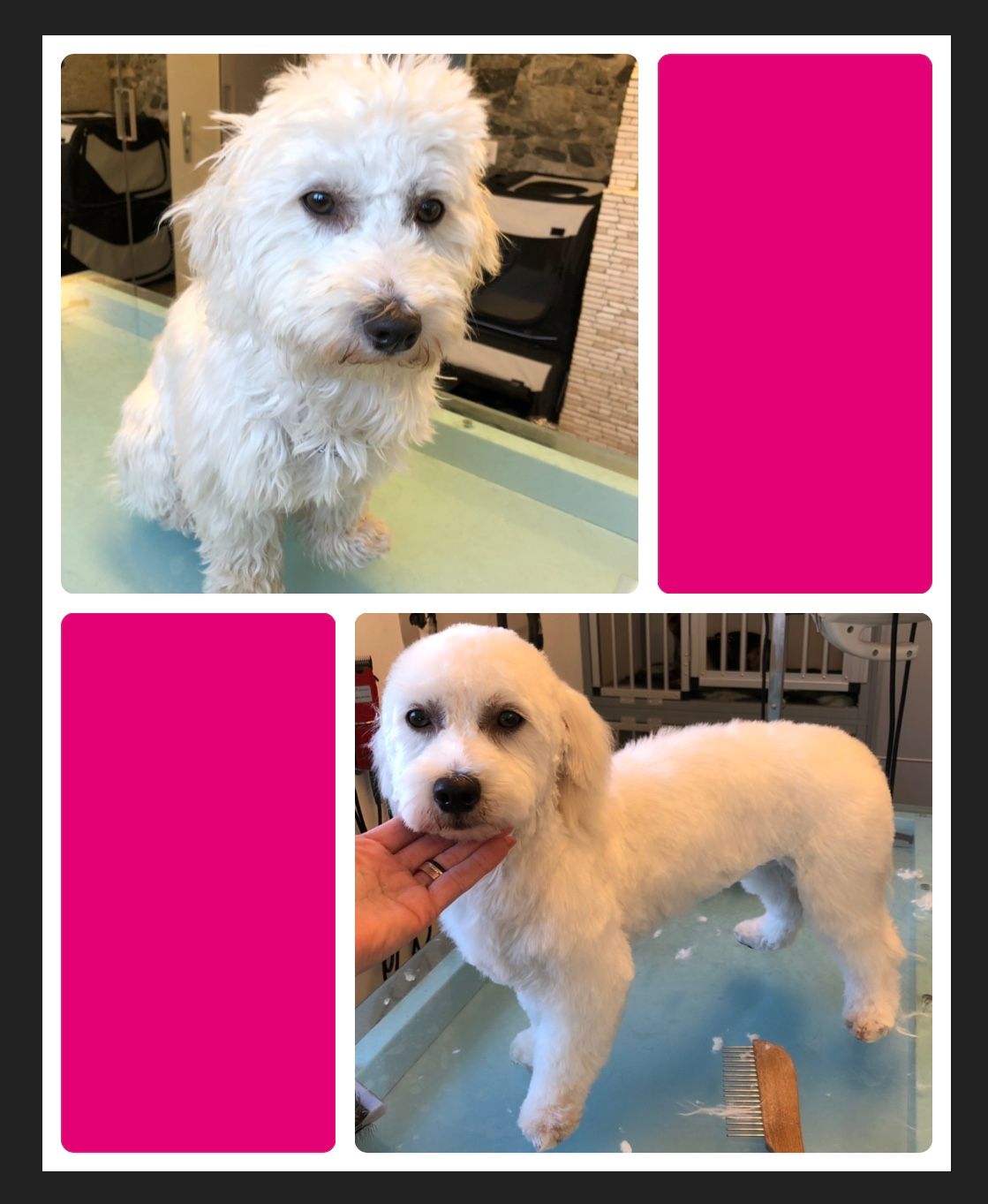 vorher nacher Hundefrisur - DogGrooming Djambo