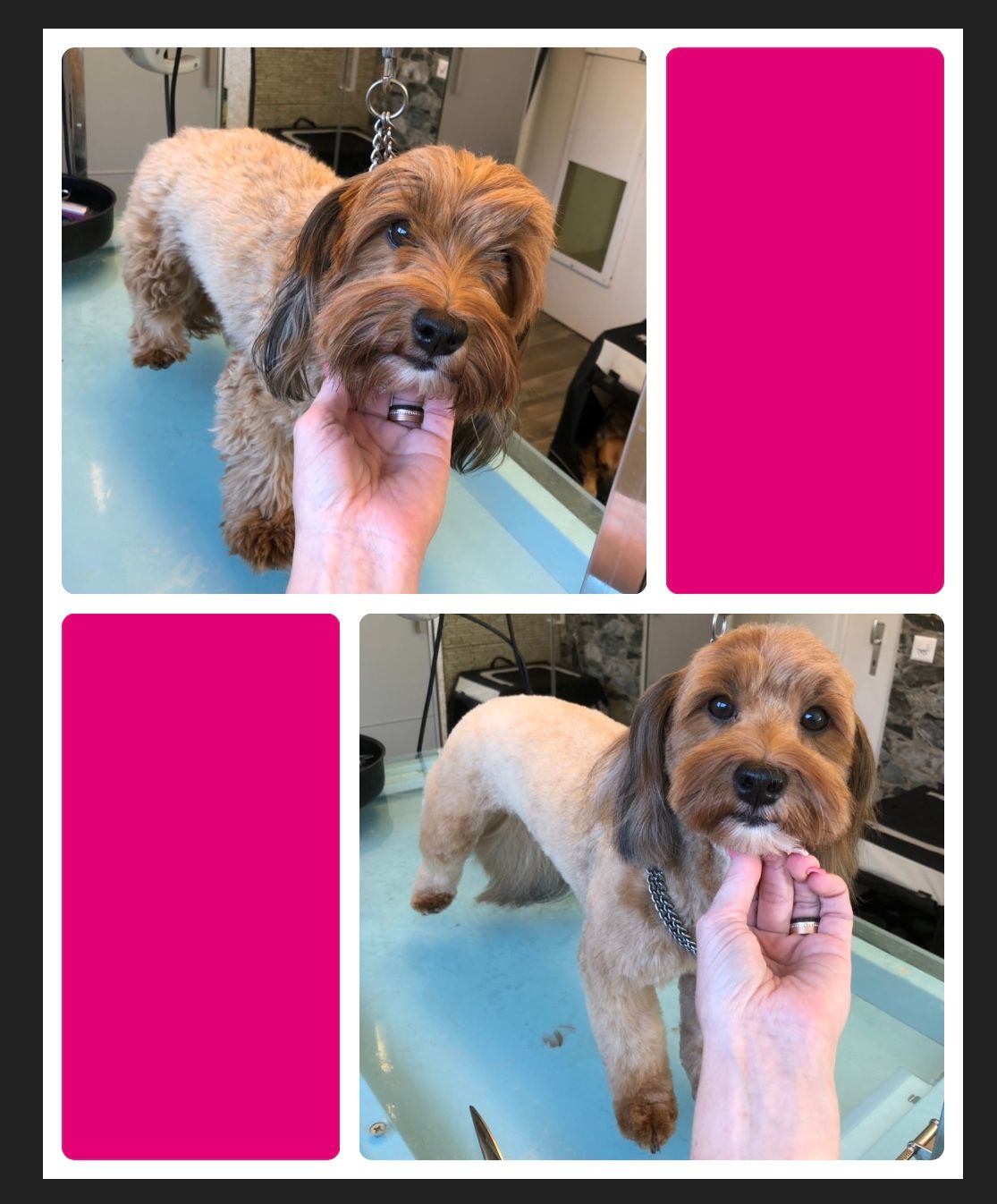 vorher nacher Hundefrisur - DogGrooming Djambo