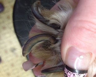 Hunde Nagelschneiden - DogGrooming Djambo