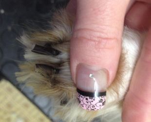 Hunde Nagelschneiden - DogGrooming Djambo