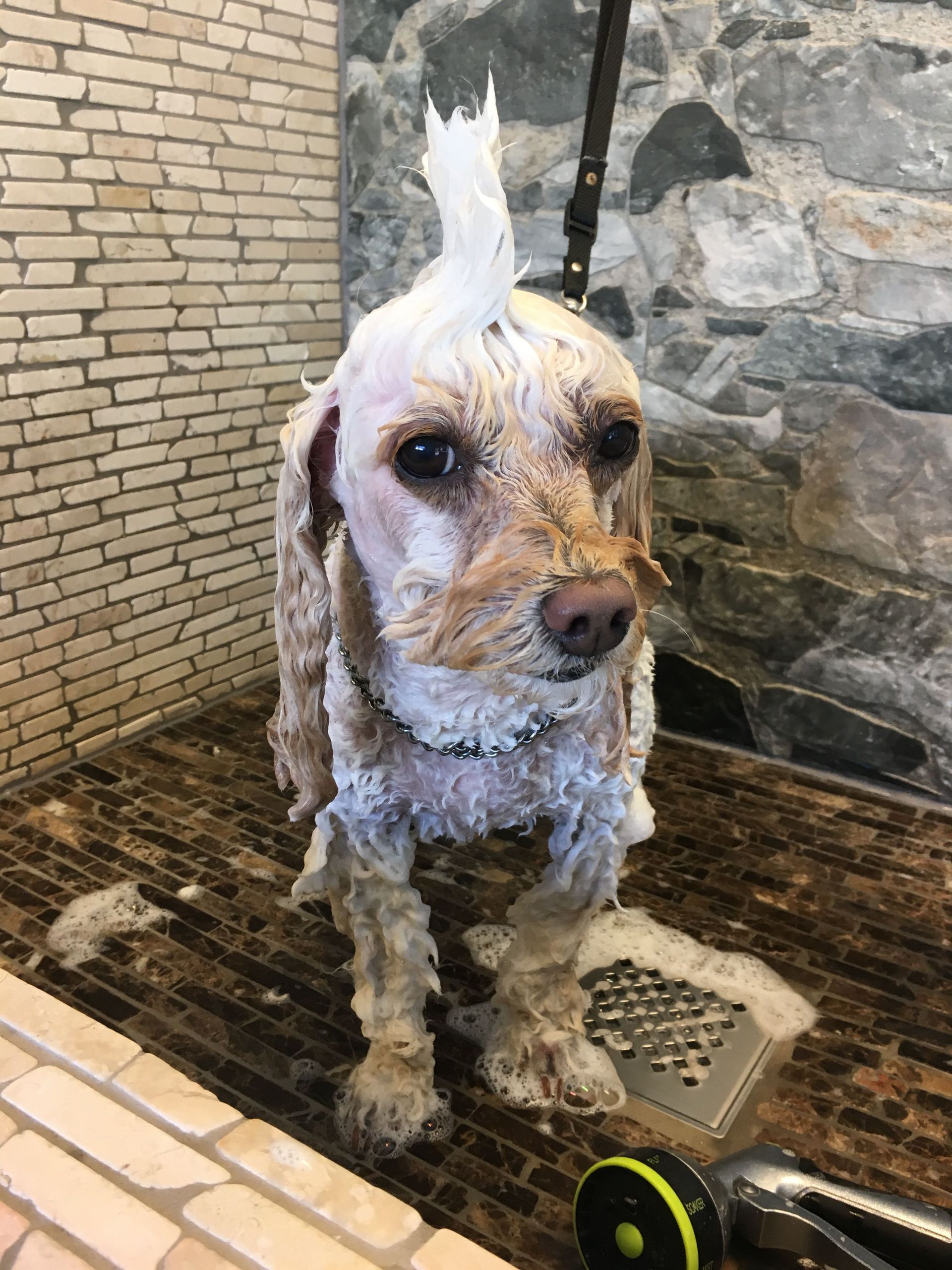 Hunde waschen - DogGrooming Djambo