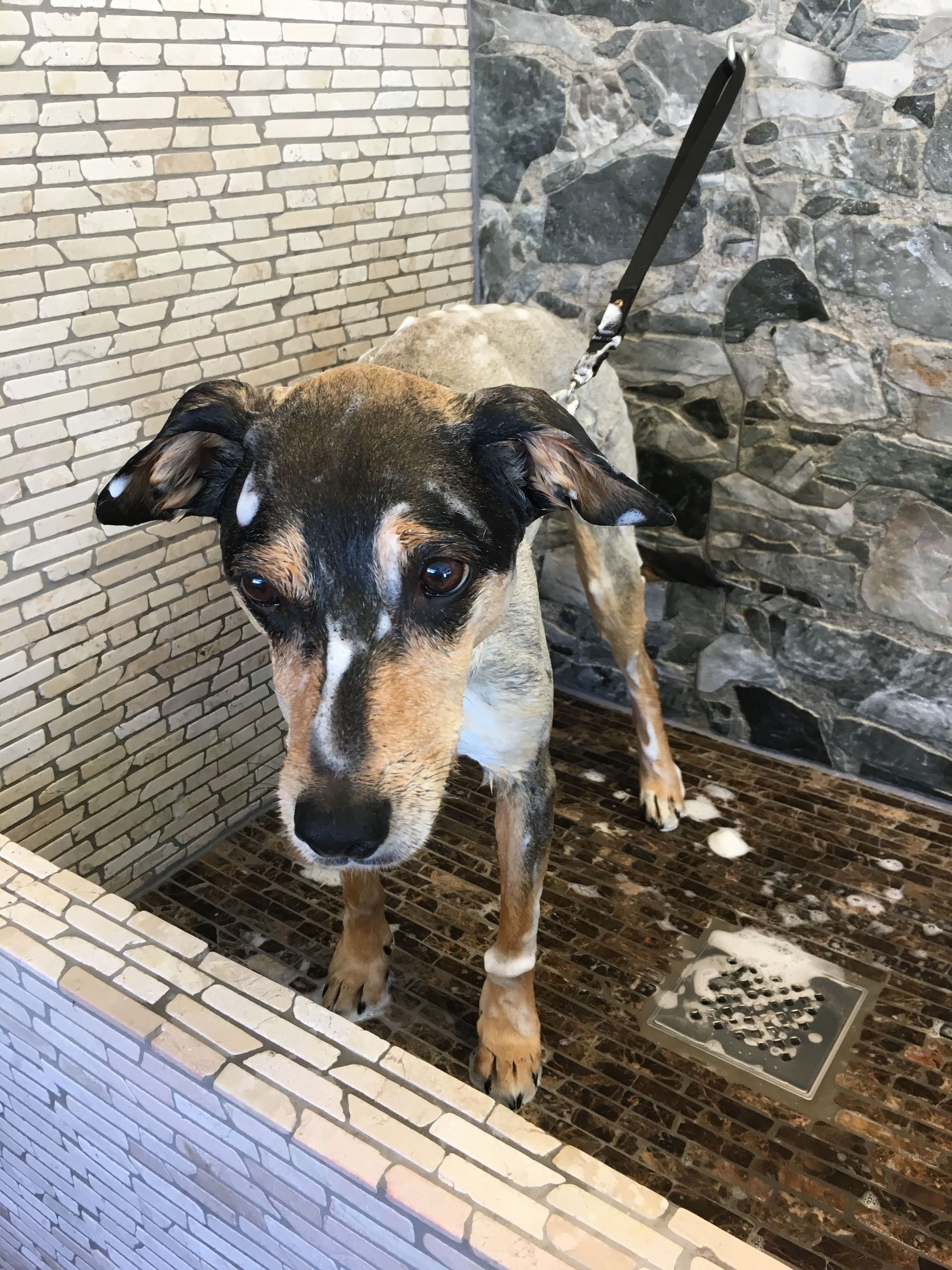 Hunde waschen - DogGrooming Djambo