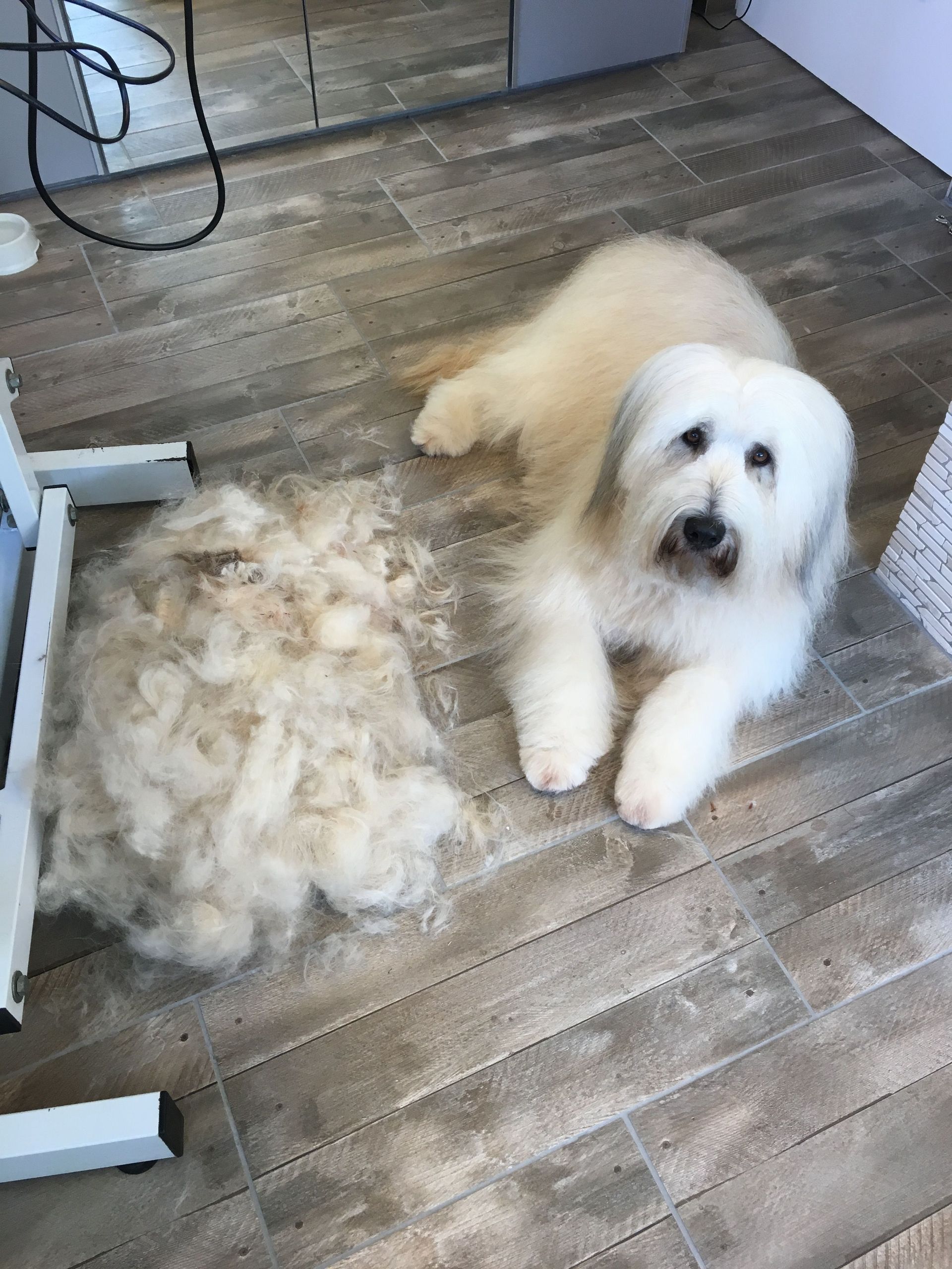 Hunde bürsten - DogGrooming Djambo