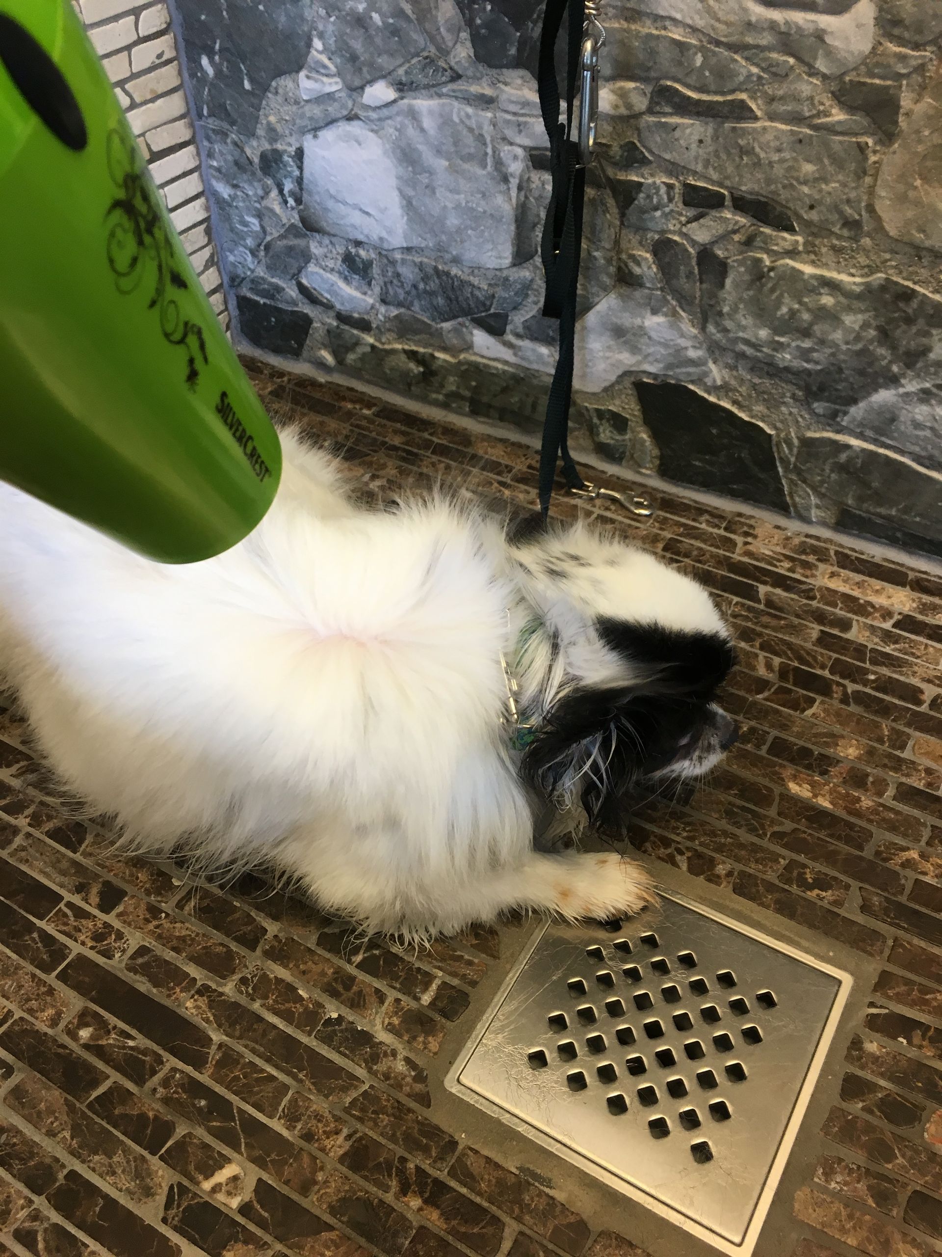 Föhnen - DogGrooming Djambo