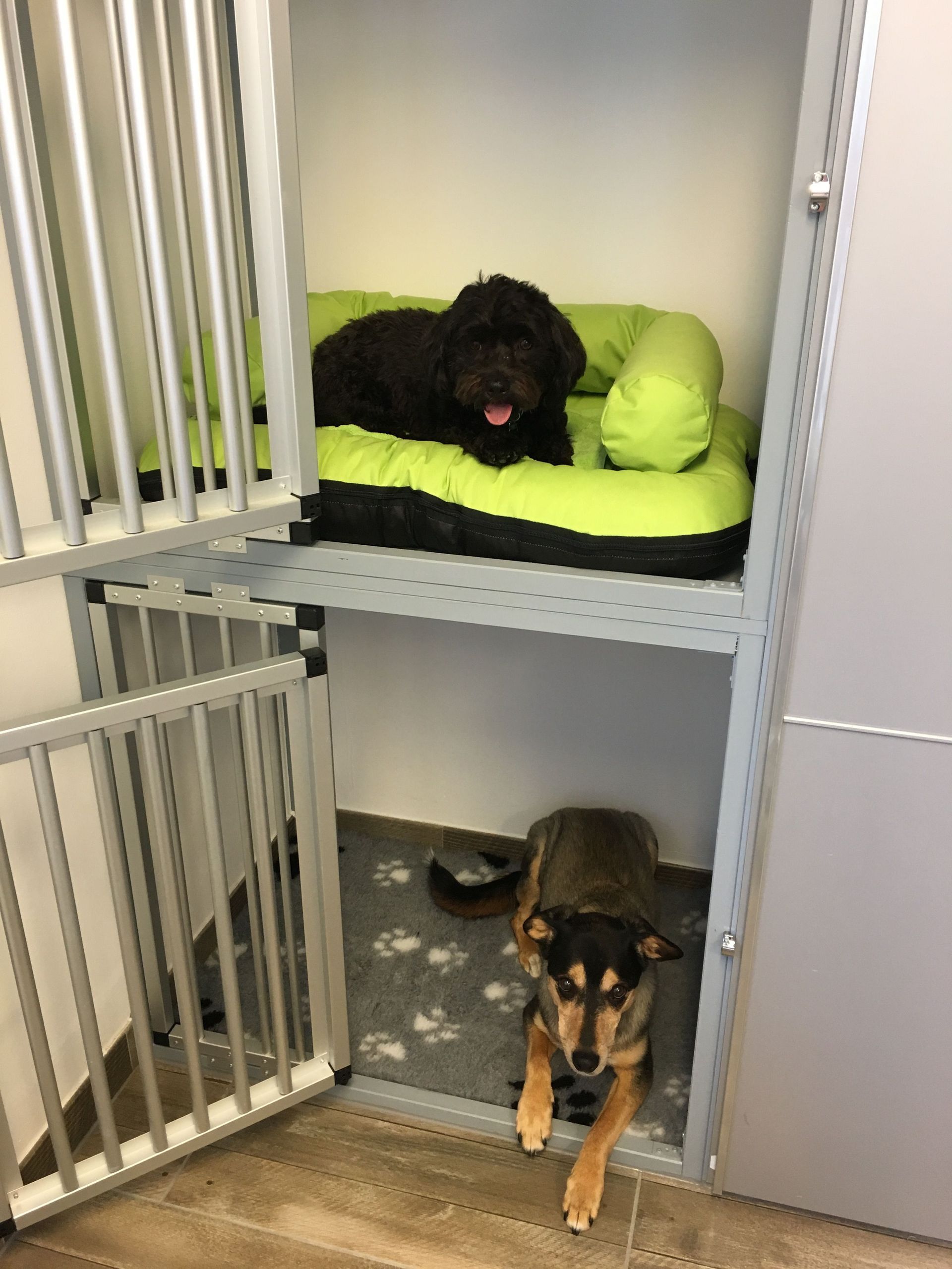 Abholservice - DogGrooming Djambo