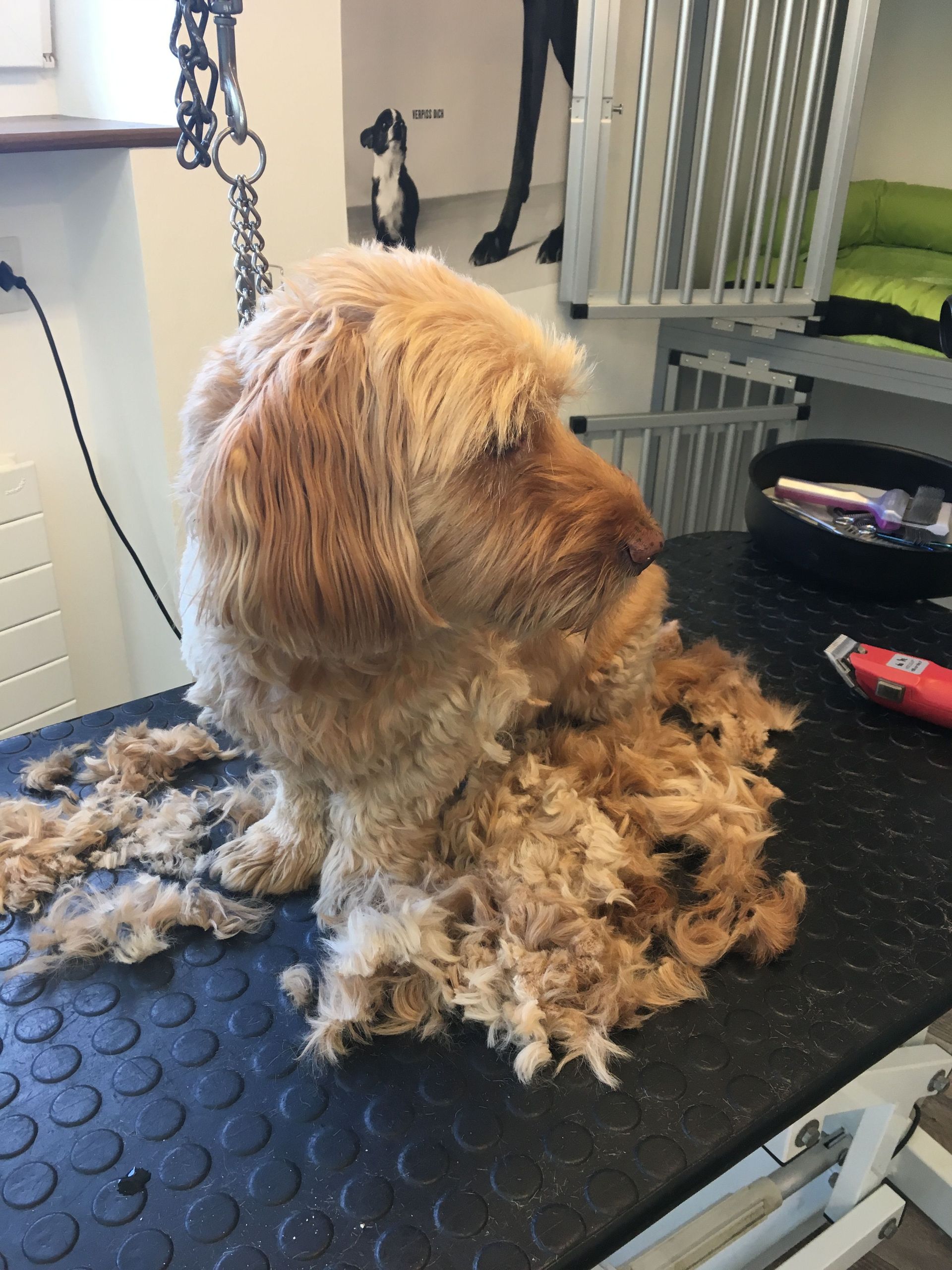 Hundehaare schneiden - DogGrooming Djambo