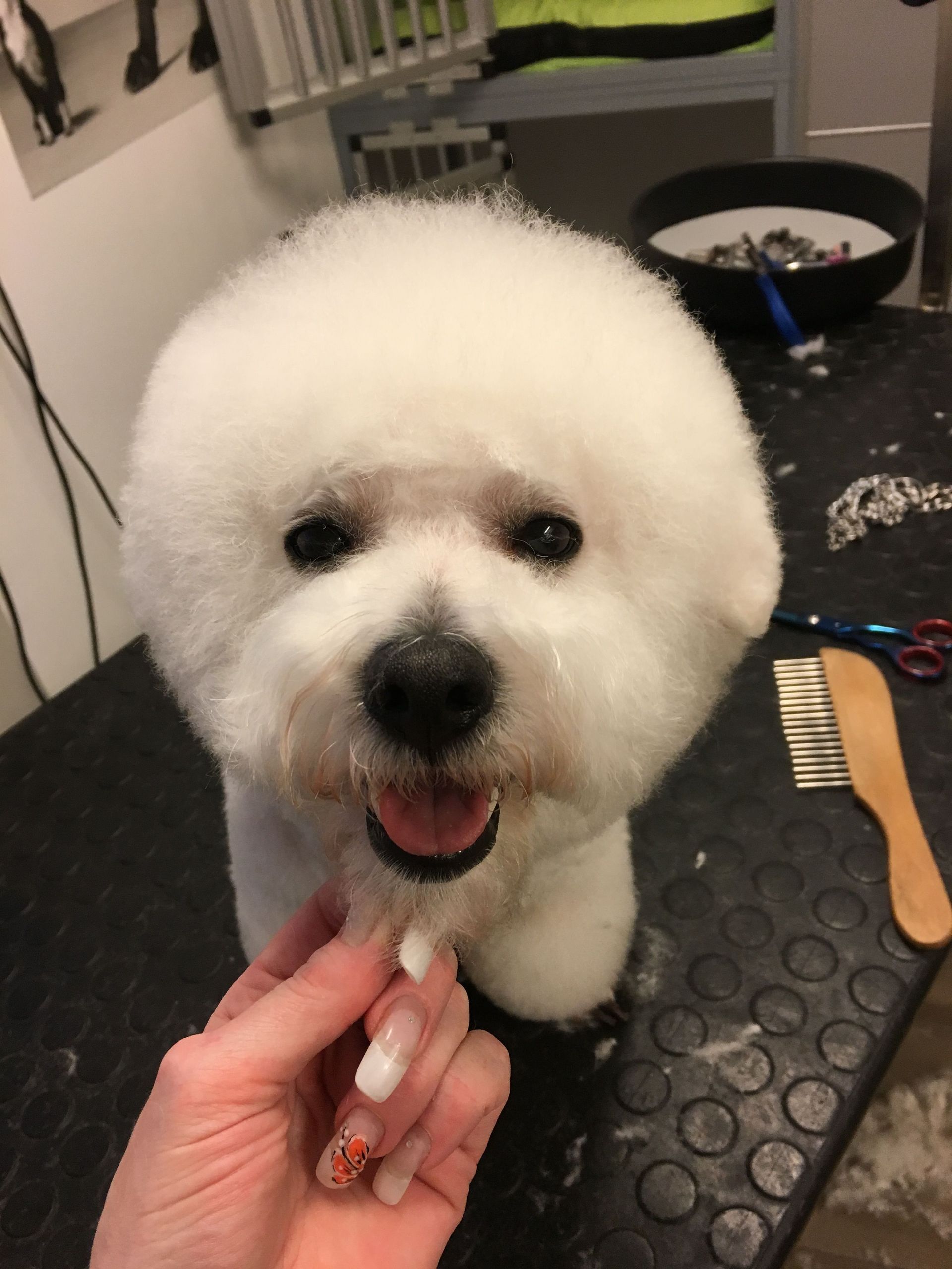 Hunde Fell schneiden - DogGrooming Djambo