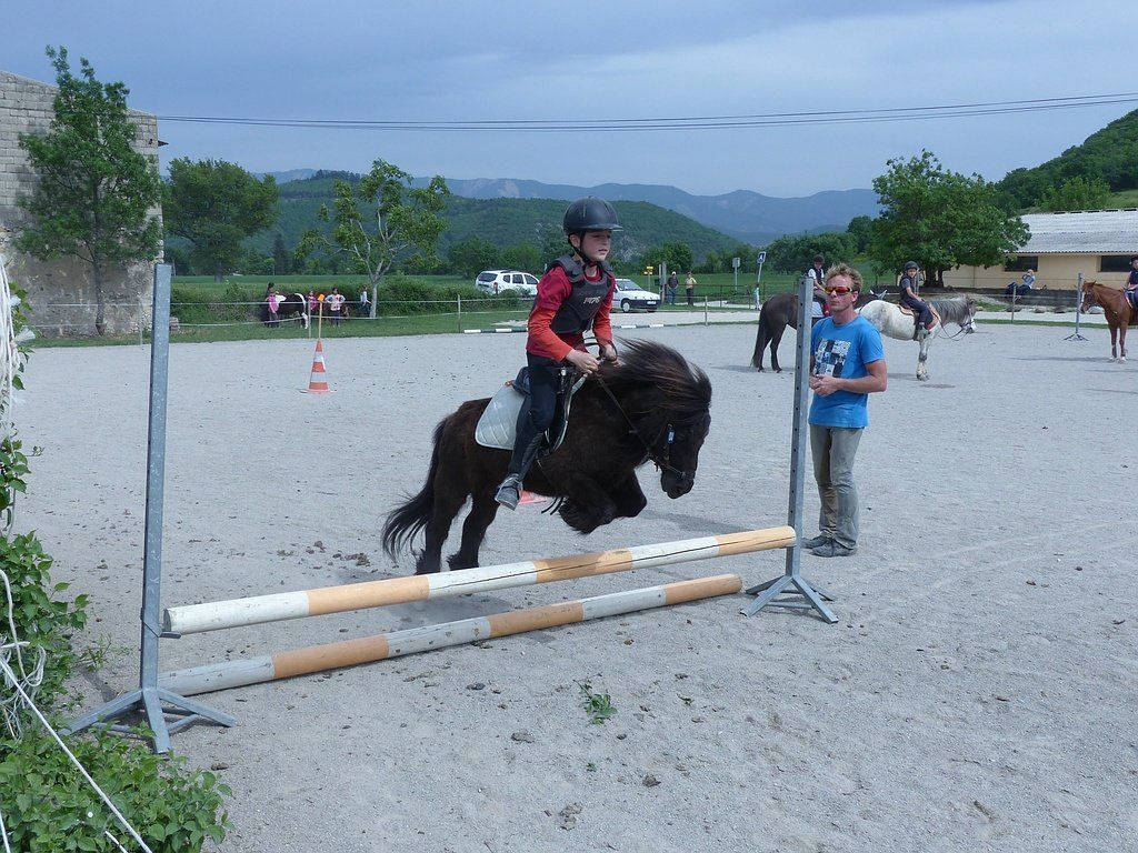 Shetland qui saute un obstacle