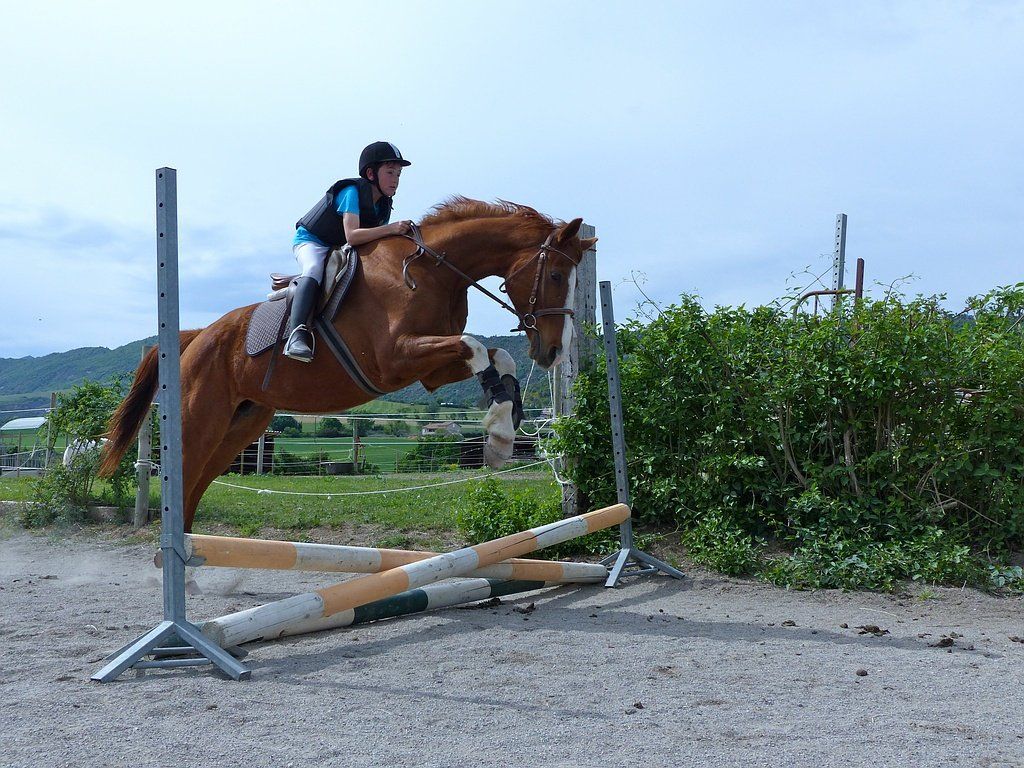 Cheval alezan sautant un obstacle