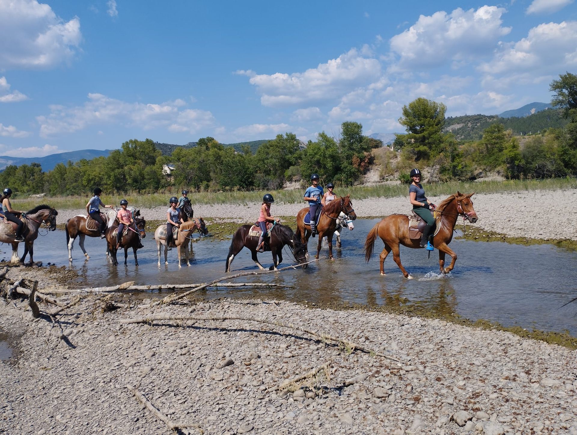 Chevaux et poneys dans l'eau