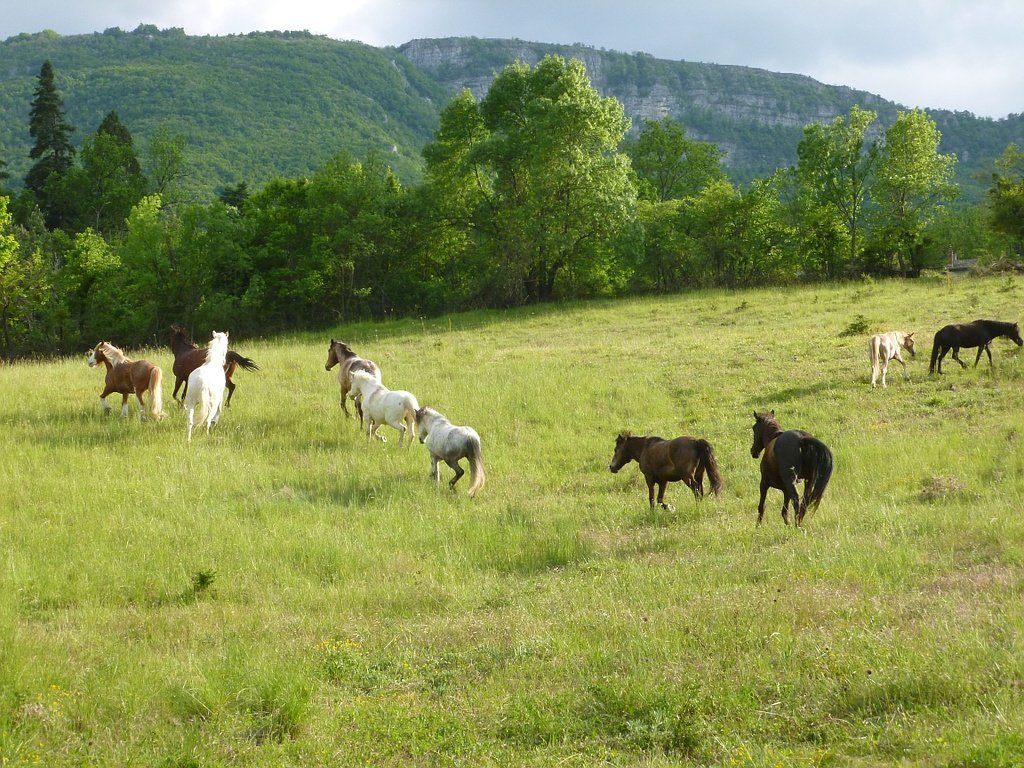 Chevaux dans leur pré