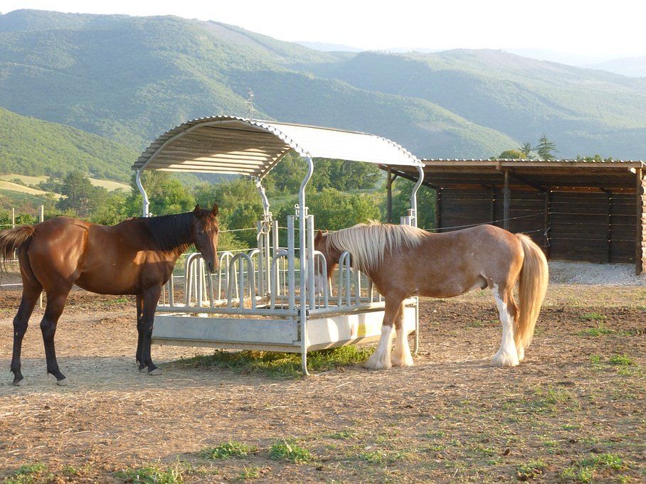 Deux chevaux mangent du foin