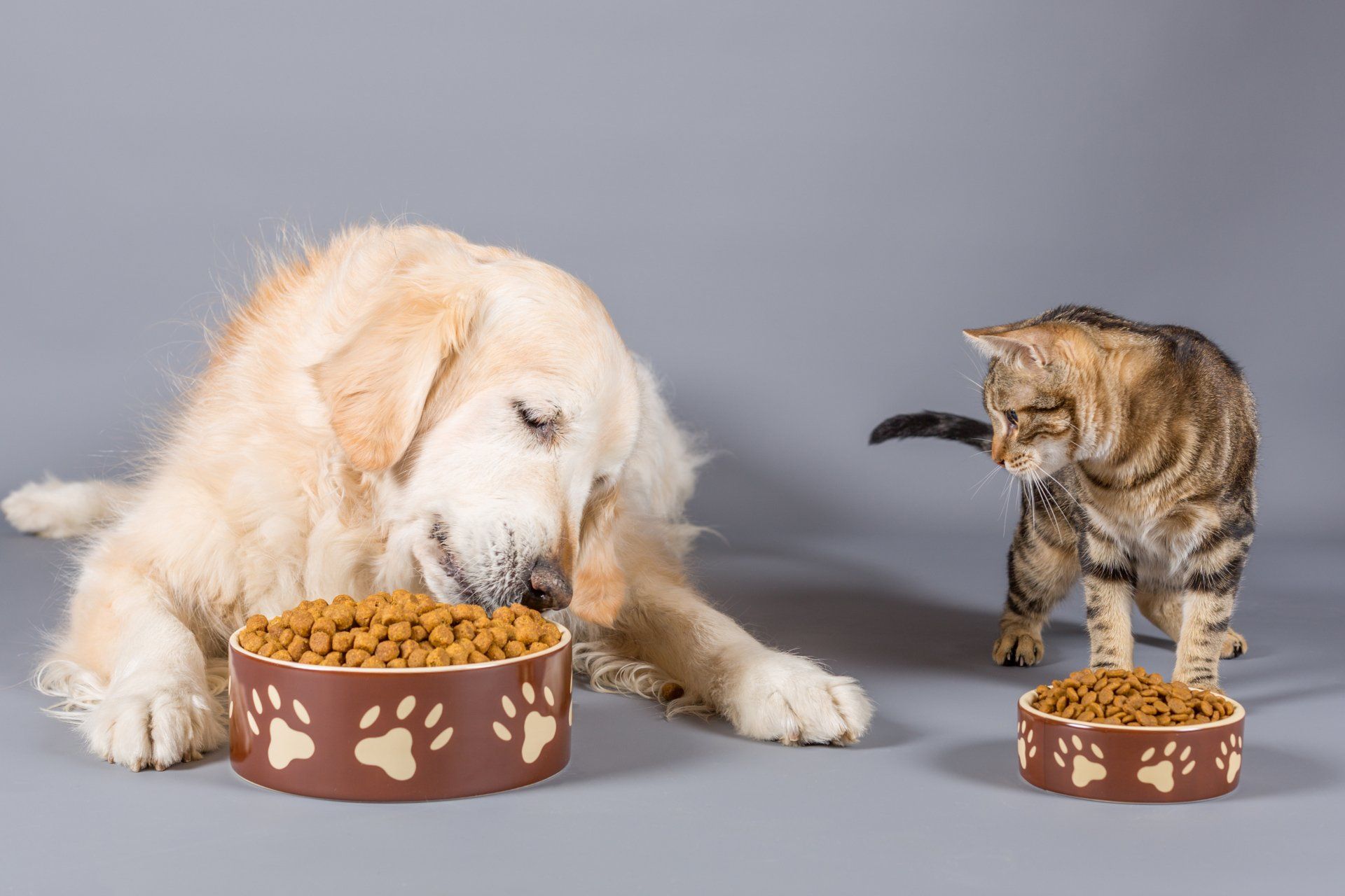 Alimentos complementarios para perros y gatos