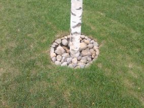 Kiveys puun ympärillä.