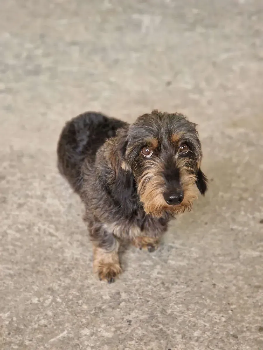 Foto von da Doni - Hund