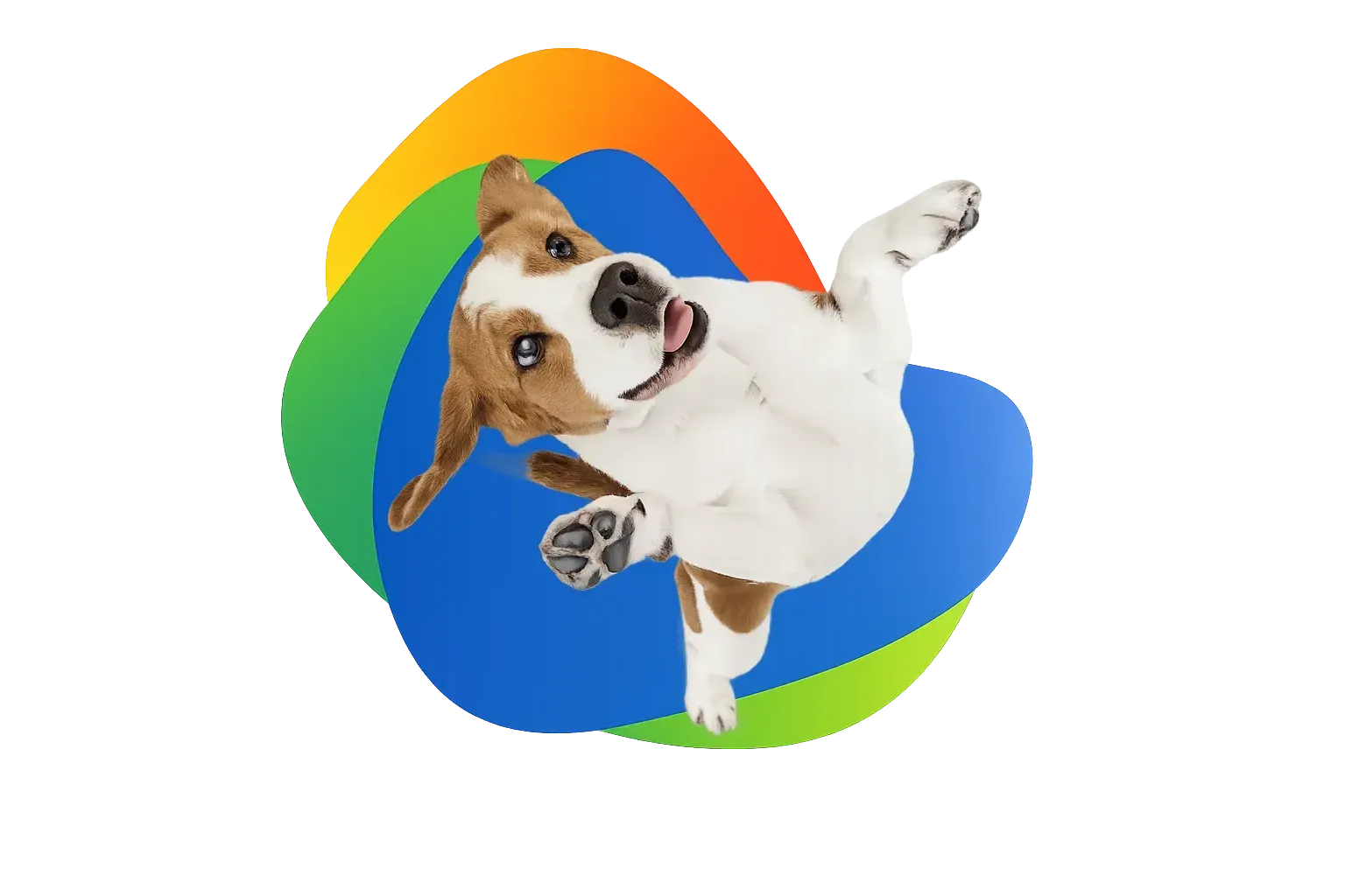 Cachorro beagle rascándose la espalda con la lengua afuera y con formas azules, verdes y naranjas de fondo.