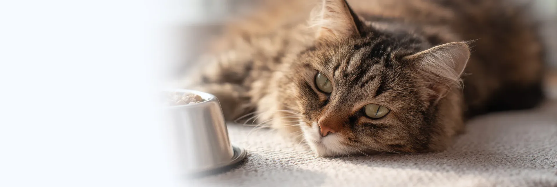 Un gato atigrado descansa sobre una superficie clara. Tiene ojos verdes y está cerca de una taza blanca.