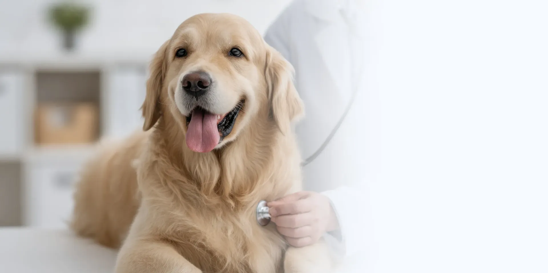 Golden retriever siendo examinado por un veterinario en una clínica, sonriendo con la lengua fuera.