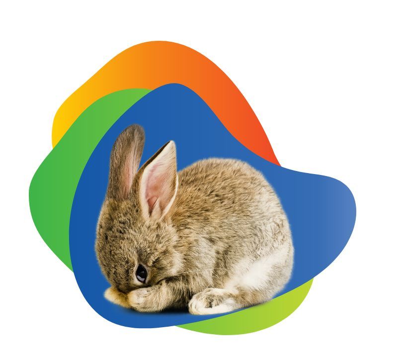 Perro de color dorado con expresión feliz, con arnés, parado en una acera.