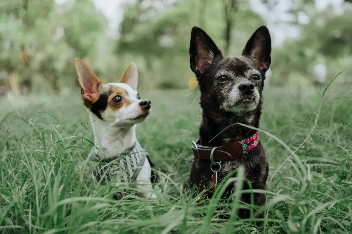 Dos perros pequeños se sientan en la hierba alta y verde, con aspecto alerta. Uno es blanco y marrón, el otro es negro.