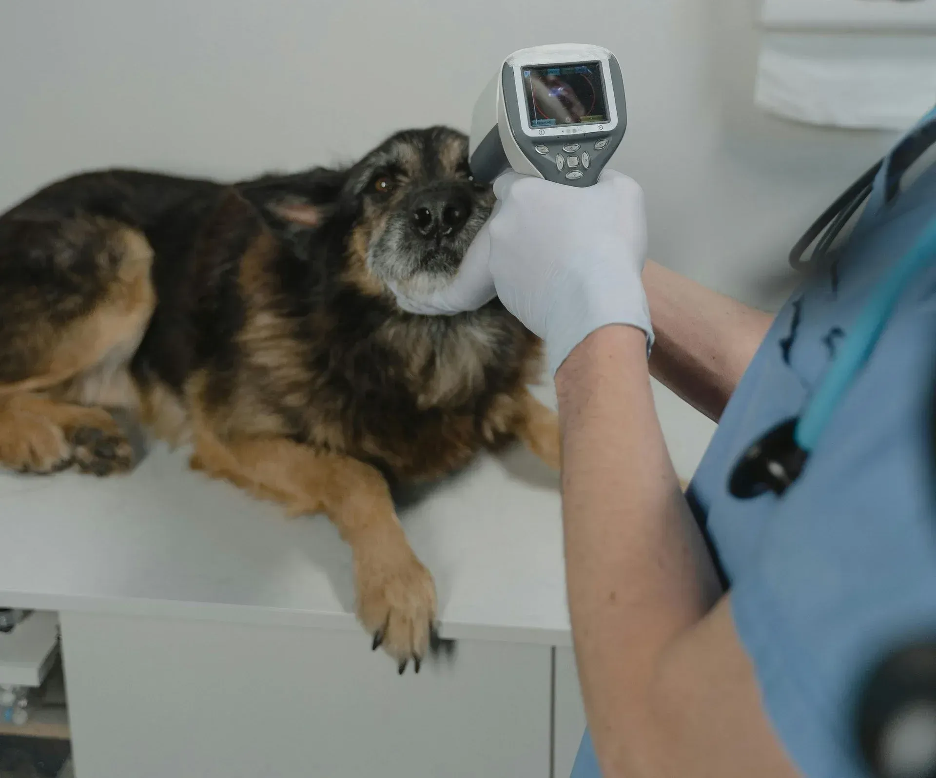 Veterinario examinando el ojo de un perro con un dispositivo portátil en un entorno clínico.