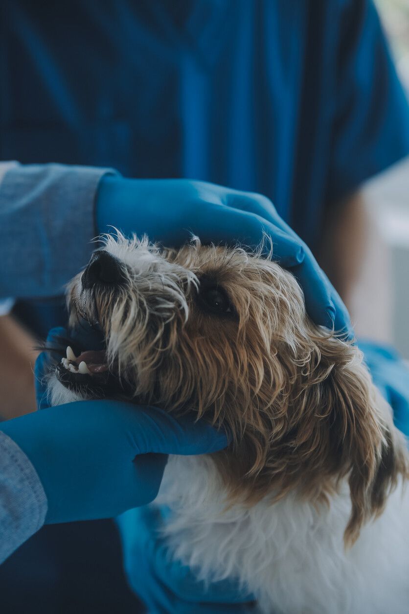 Veterinario examinando la boca de un perro pequeño y esponjoso; manos en guantes azules.