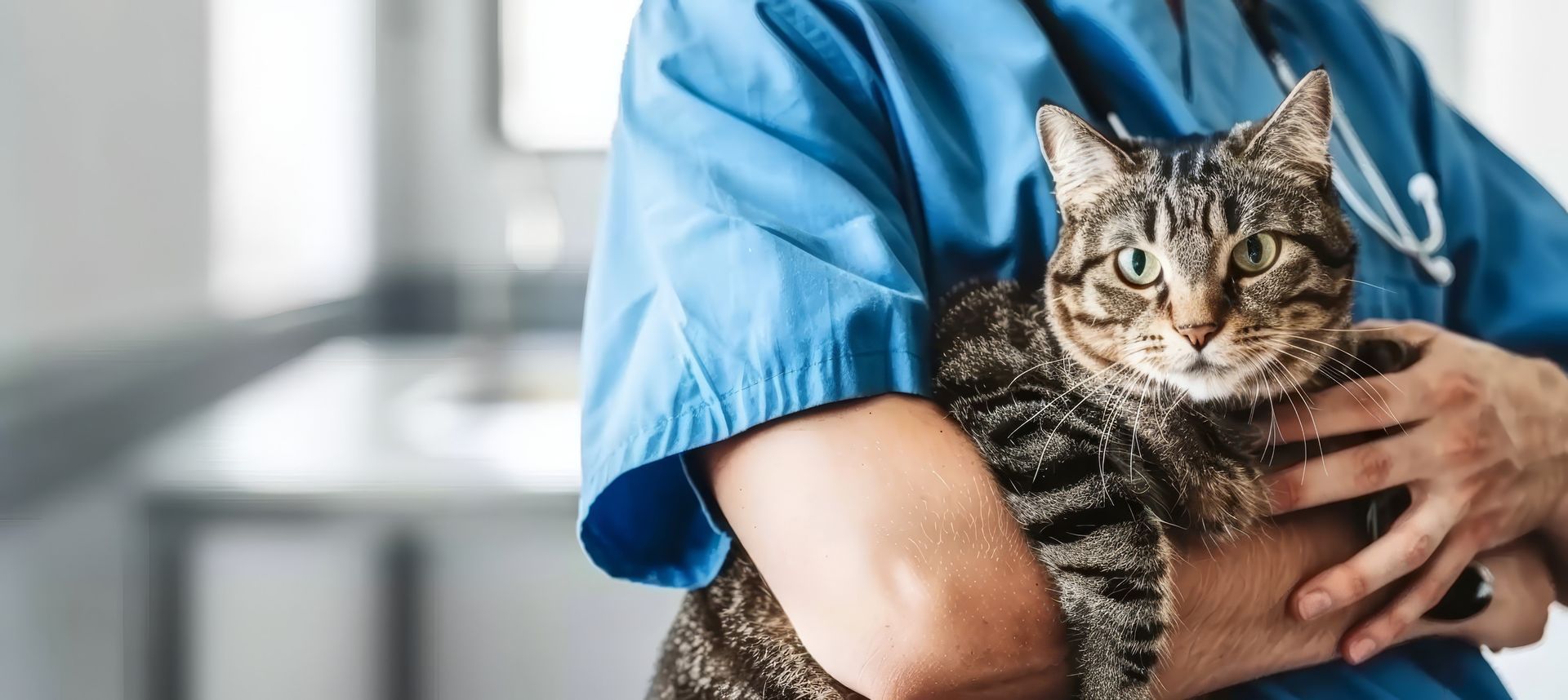 Persona con guantes aplicando una inyección en el cuello a un gato pelirrojo.
