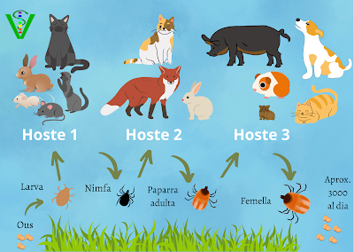 Diagrama que muestra el ciclo de vida de una garrapata y sus huéspedes. Las garrapatas se alimentan de diversos animales: gatos, conejos, zorros, cerdos, perros y cobayas.