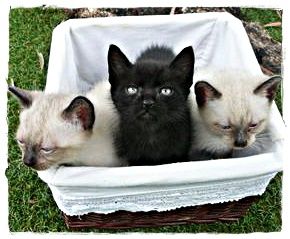 Tres gatitos en una canasta: dos siameses y uno negro, sentados sobre una tela blanca, al aire libre.